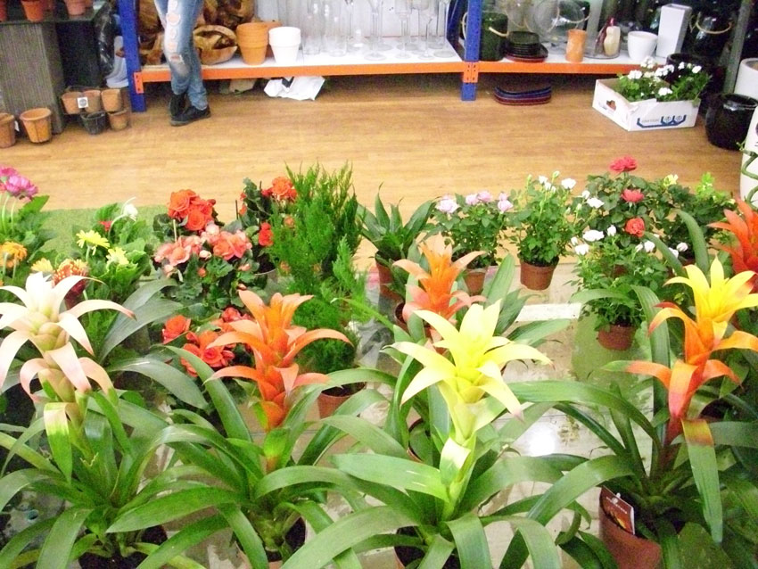 St Elie Flowers lebanon,Florists in lebanon, lebanon florists, flowers in lebanon, lebanon flowers, flower shops in lebanon, lebanon flower shops, send flowers in lebanon, wedding flowers in lebanon, lebanon wedding flowers, wedding bouquets in lebanon, bridal bouquets in lebanon, brdie bouquet in lebanon, roses in lebanon, tulips in lebanon, flower arrangements in lebanon, baby flower arrangement in lebanon, new born flower arrangements in lebanon, flower gifts in lebanon, birthday flower arrangement in lebanon, valantines roses in lebanon, valentines flower arrangements in lebanon, valentine gifts in lebanon, flower shop in lebanon,plants nursery in lebanon, landscaping in lebanon, Nursry plants, flowers, landscaping, wedding flowers, bouquets for all occasions, valentines roses, mothers day roses, newly born baby flowers, plants in pots, plants for the garden, money tree, bonsai tree